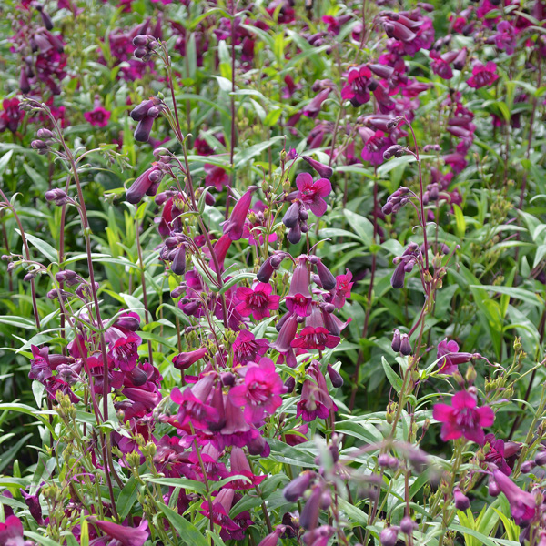 Penstemon Purple Bedder Penstemon Purple Bedder
