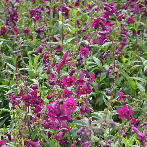Penstemon Purple Bedder Penstemon Purple Bedder