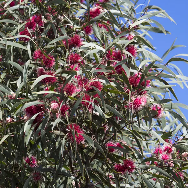 Pincushion Hakea 68mm Pincushion Hakea 68mm