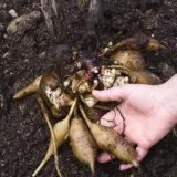 Yacon- Peruvian Ground Apple (Smalls) Yacon- Peruvian Ground Apple (Smalls)
