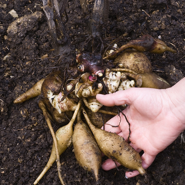 Yacon- Peruvian Ground Apple (Smalls) Yacon- Peruvian Ground Apple (Smalls)