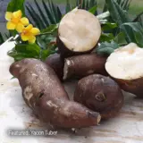 Yacon- Peruvian Ground Apple (Smalls) Yacon- Peruvian Ground Apple (Smalls)
