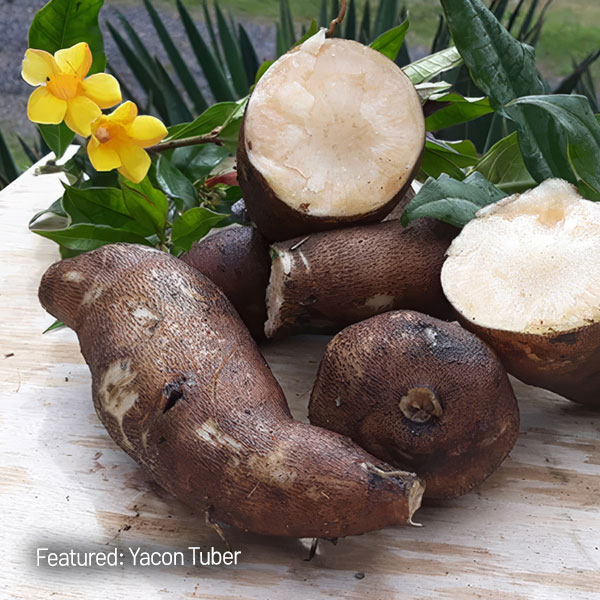 Yacon- Peruvian Ground Apple (Smalls) Yacon- Peruvian Ground Apple (Smalls)