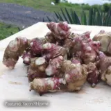Yacon- Peruvian Ground Apple (Smalls) Yacon- Peruvian Ground Apple (Smalls)