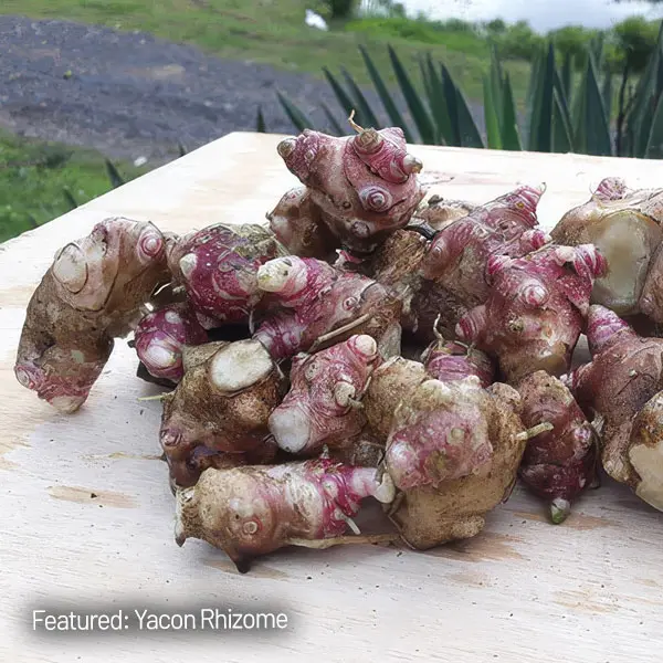 Yacon- Peruvian Ground Apple (Smalls) Yacon- Peruvian Ground Apple (Smalls)