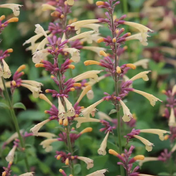 Agastache Lemon Fiesta Agastache Lemon Fiesta