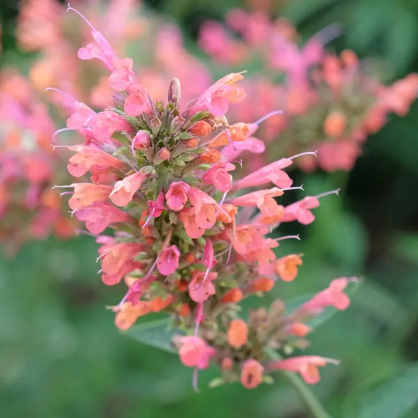 Agastache Salmon Pink Agastache Salmon Pink