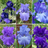 Bearded Iris Shades Of Blue