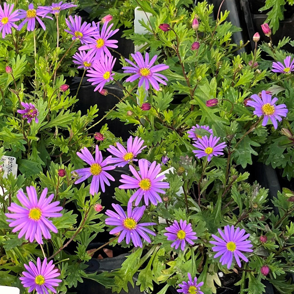 Brachyscome Mauve Delight 68mm Brachyscome Mauve Delight 68mm