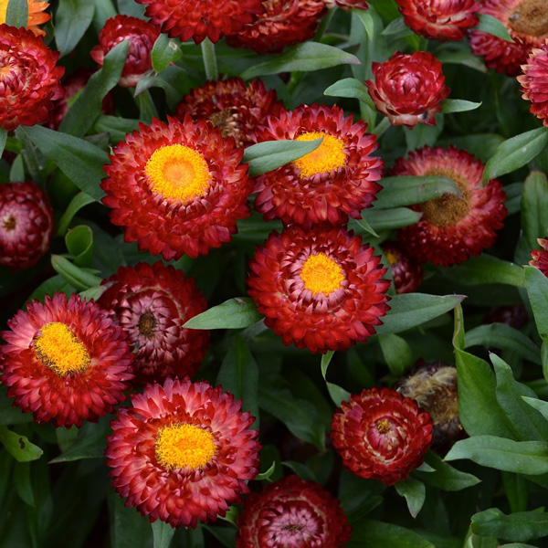Bracteantha Mohave Dark Red Bracteantha Mohave Dark Red