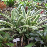 Bromeliad Aechmea Variegated Tail Bromeliad Aechmea Variegated Tail