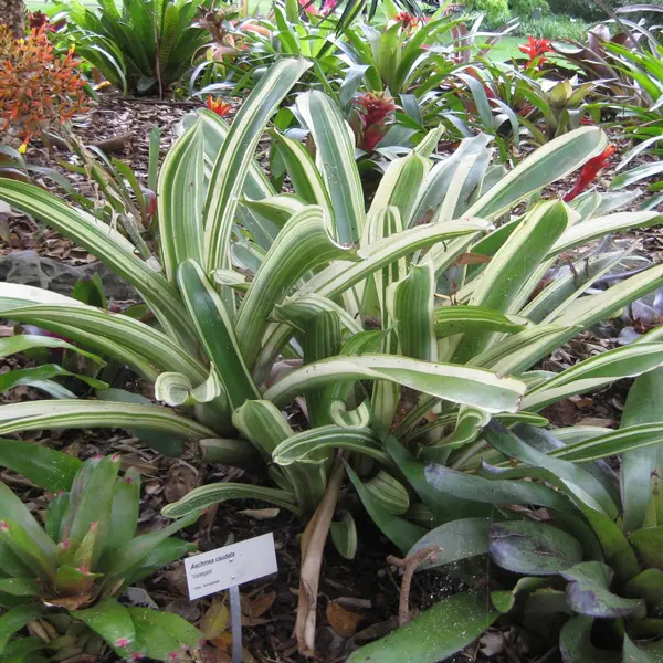 Bromeliad Aechmea Variegated Tail Bromeliad Aechmea Variegated Tail