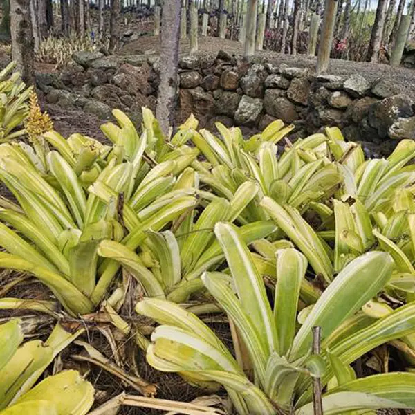 Bromeliad Aechmea Variegated Tail Bromeliad Aechmea Variegated Tail