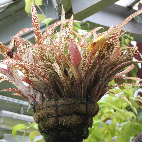 Bromeliad Billbergia Queens Tears Bromeliad Billbergia Queens Tears