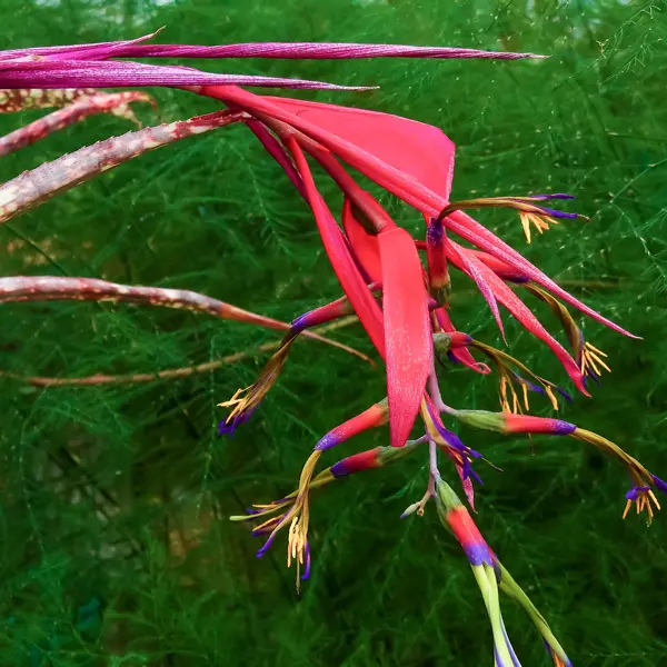 Bromeliad Billbergia Queens Tears Bromeliad Billbergia Queens Tears