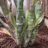 Bromeliad Billbergia Striped Pkbrostr - Garden Express Australia