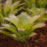 Bromeliad Neoregelia Pink Tips Bromeliad Neoregelia Pink Tips