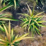 Bromeliad Pineapple Pkbropin - Garden Express Australia