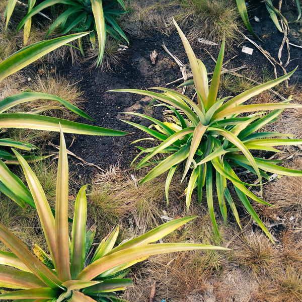Bromeliad Pineapple Bromeliad Pineapple