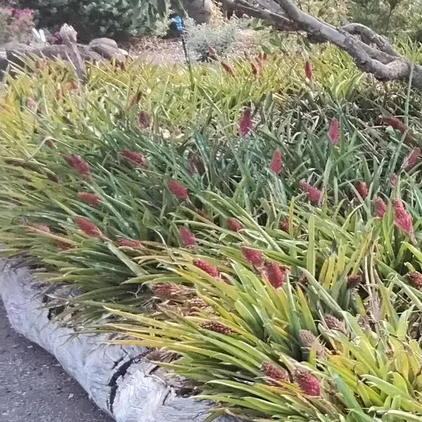 Bromeliad Pineapple Bromeliad Pineapple