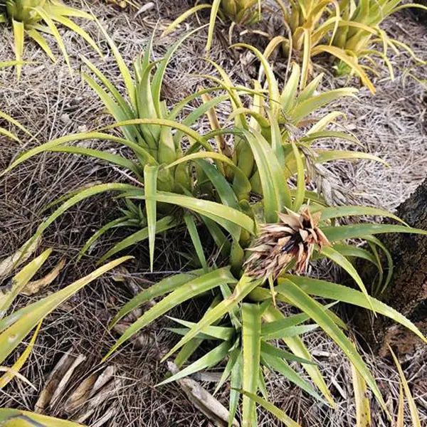 Bromeliad Pineapple Bromeliad Pineapple