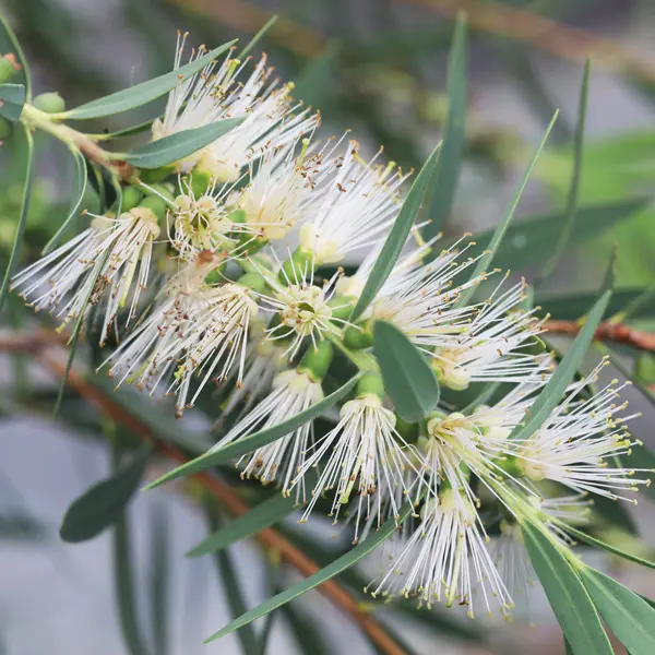 Callistemon Wilderness White Callistemon Wilderness White
