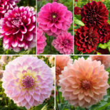 Collection Coldahde2 Dahlia Decorative Collection 2 - Garden Express Australia