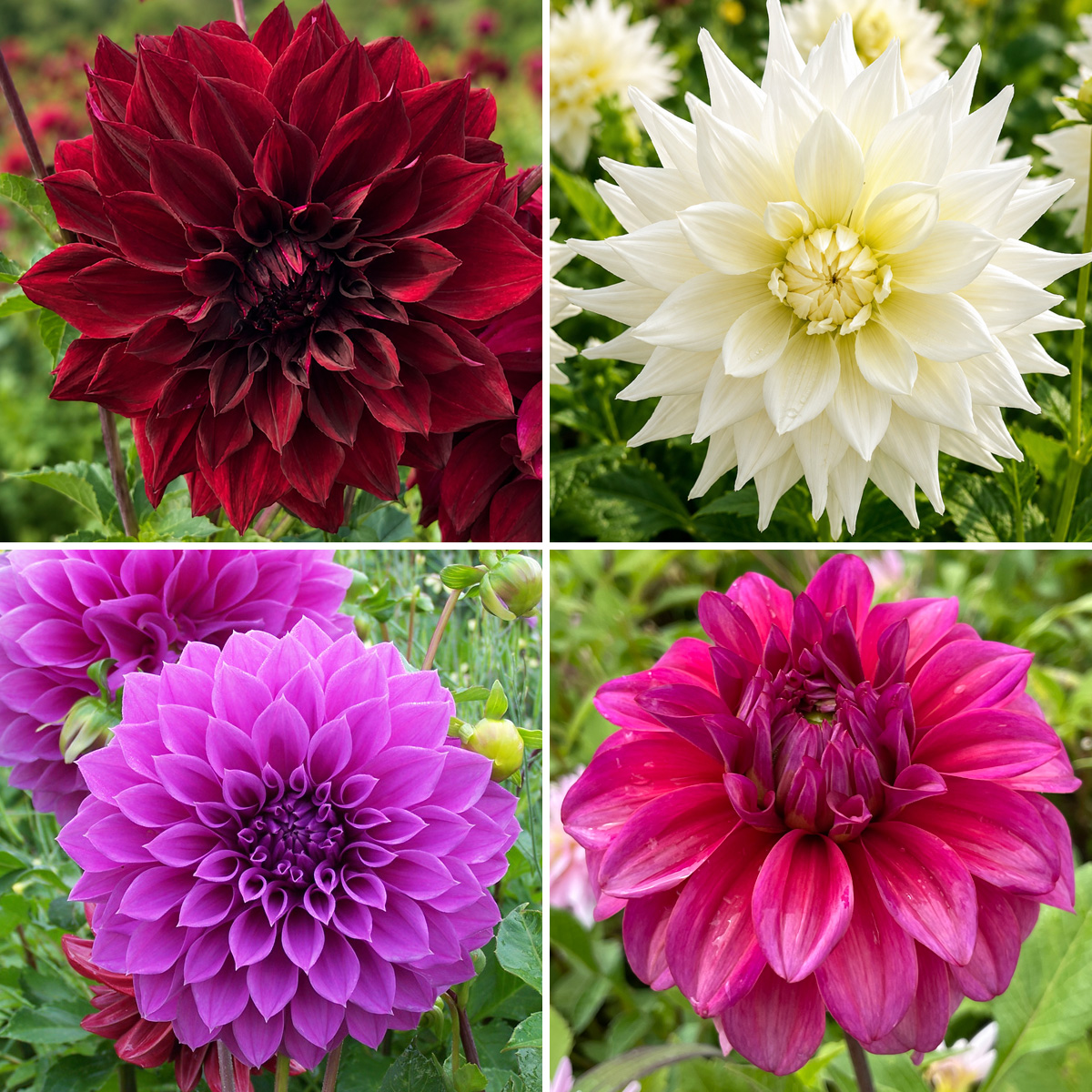Dahlia Giant Collection 2 Dahlia Giant Collection 2