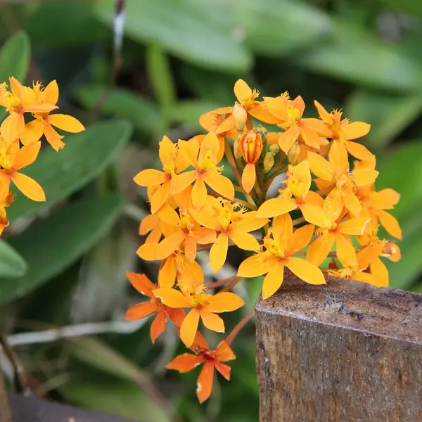 Crucifix Orchid- Orange Crucifix Orchid- Orange
