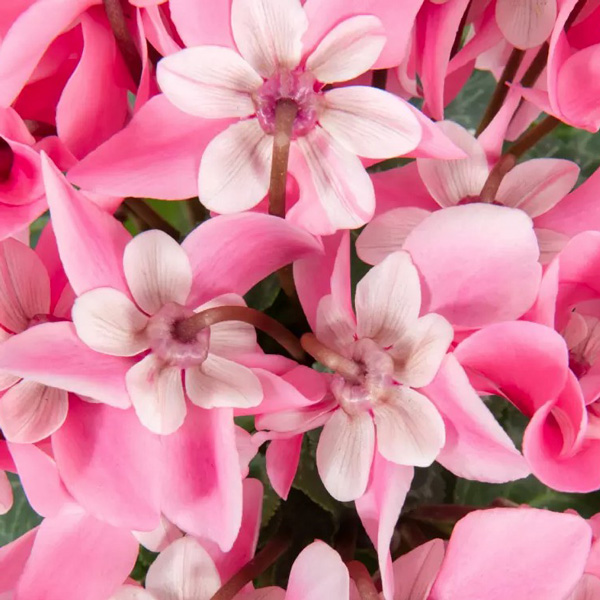 Cyclamen Dijx Salmon With Eye Cyclamen Dijx Salmon With Eye
