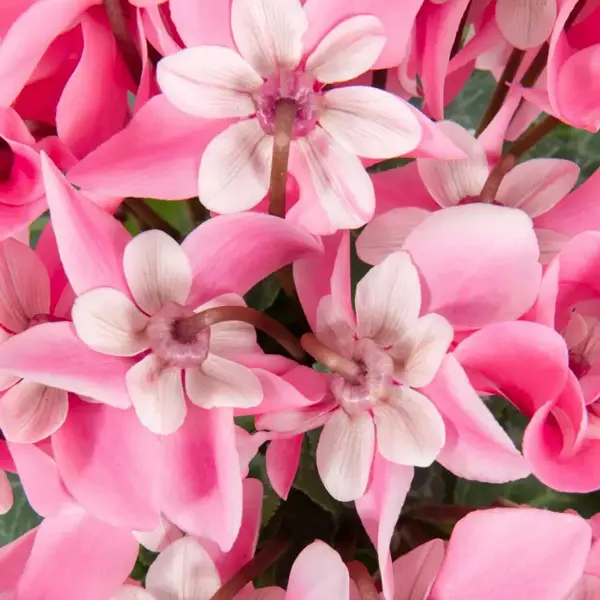 Cyclamen Dijx Salmon With Eye Cyclamen Dijx Salmon With Eye