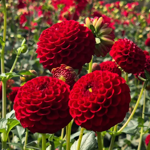 Dahlia Red Willow Dahlia Red Willow