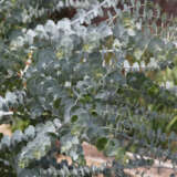 Eucalyptus Baby Blue Lpoeucbbl - Garden Express Australia