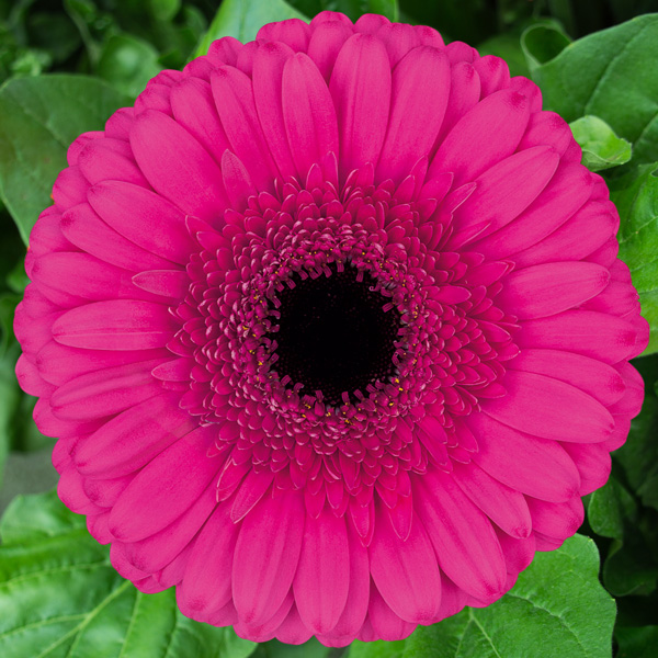 Gerbera Cleopatra Gerbera Cleopatra