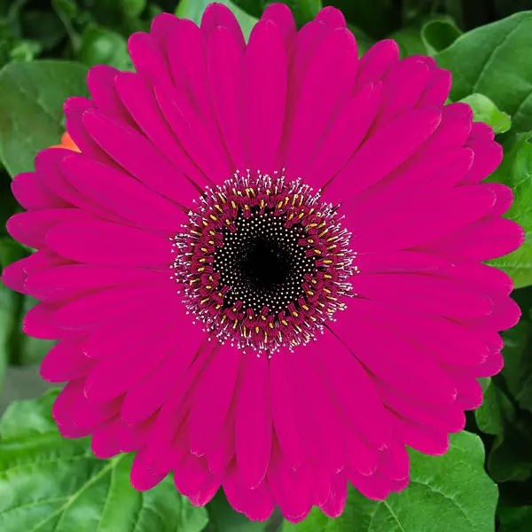 Gerbera Malibu Gerbera Malibu