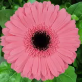 Gerbera Pre Intenzz Plagerpin - Garden Express Australia