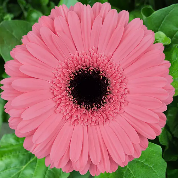 Gerbera Pre Intenzz Gerbera Pre Intenzz