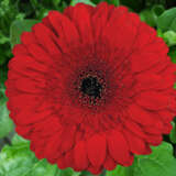 Gerbera Stanza Gerbera Stanza