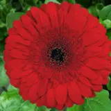 Gerbera Stanza Gerbera Stanza