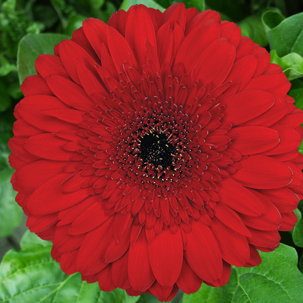 Gerbera Stanza Gerbera Stanza