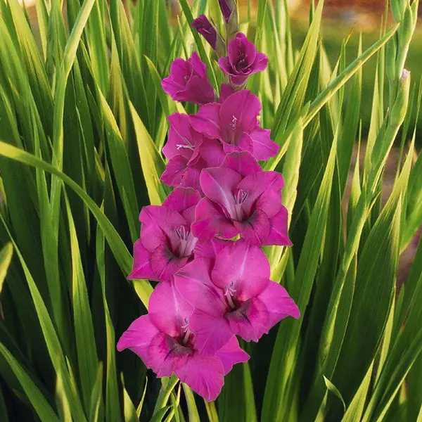 Gladioli Carlo Paars Gladioli Carlo Paars