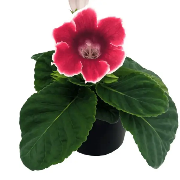 Gloxinia Special