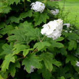 Hydrangea Snow Queen Hydrangea Snow Queen