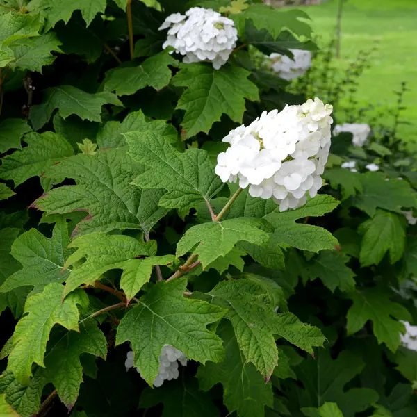Hydrangea Snow Queen