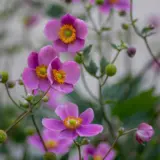 Japanese Windflower Bowles Pink Lpojapwbp - Garden Express Australia