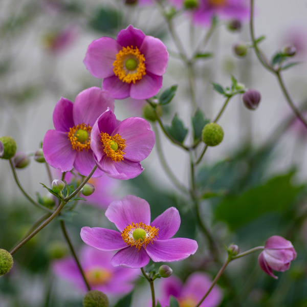 Japanese Windflower Bowles Pink Japanese Windflower Bowles Pink