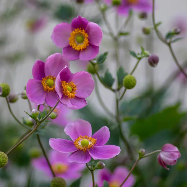 Japanese Windflower Bowles Pink Japanese Windflower Bowles Pink