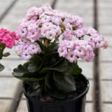 Kalanchoe Appleblossom Pink Kalanchoe Appleblossom Pink