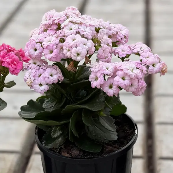 Kalanchoe Appleblossom Pink Kalanchoe Appleblossom Pink