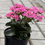 Kalanchoe Candy Pink Kalanchoe Candy Pink